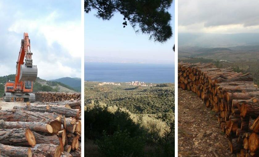 Ormancılığımız Üzerine “Sessiz Tartışmalar”: “Milli Ağaçlandırma Günü”